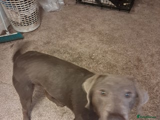 Labrador Retriever dogs Silver 11 month old male labrador - Advert 8