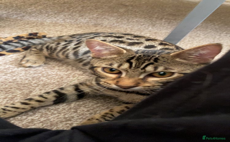Bengal cats - Advert 8