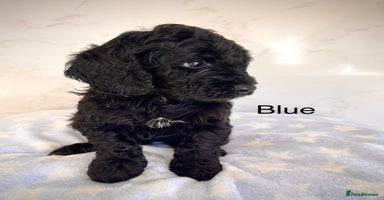 Cockapoo dogs - Advert 7