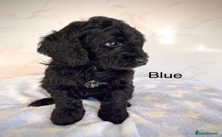 Cockapoo dogs - Advert 4