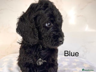 Cockapoo dogs - Advert 8