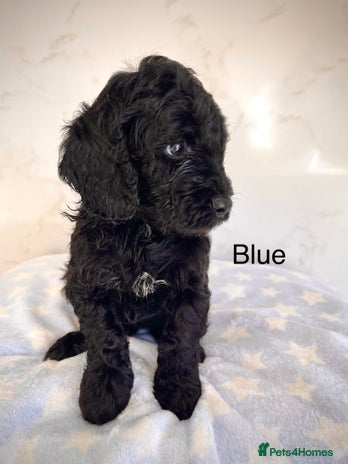 Cockapoo dogs - Advert 4