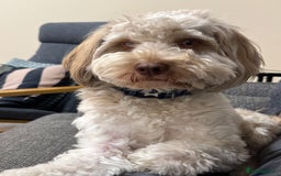 Cockapoo dogs for sale: Cockapoo - Advert 1