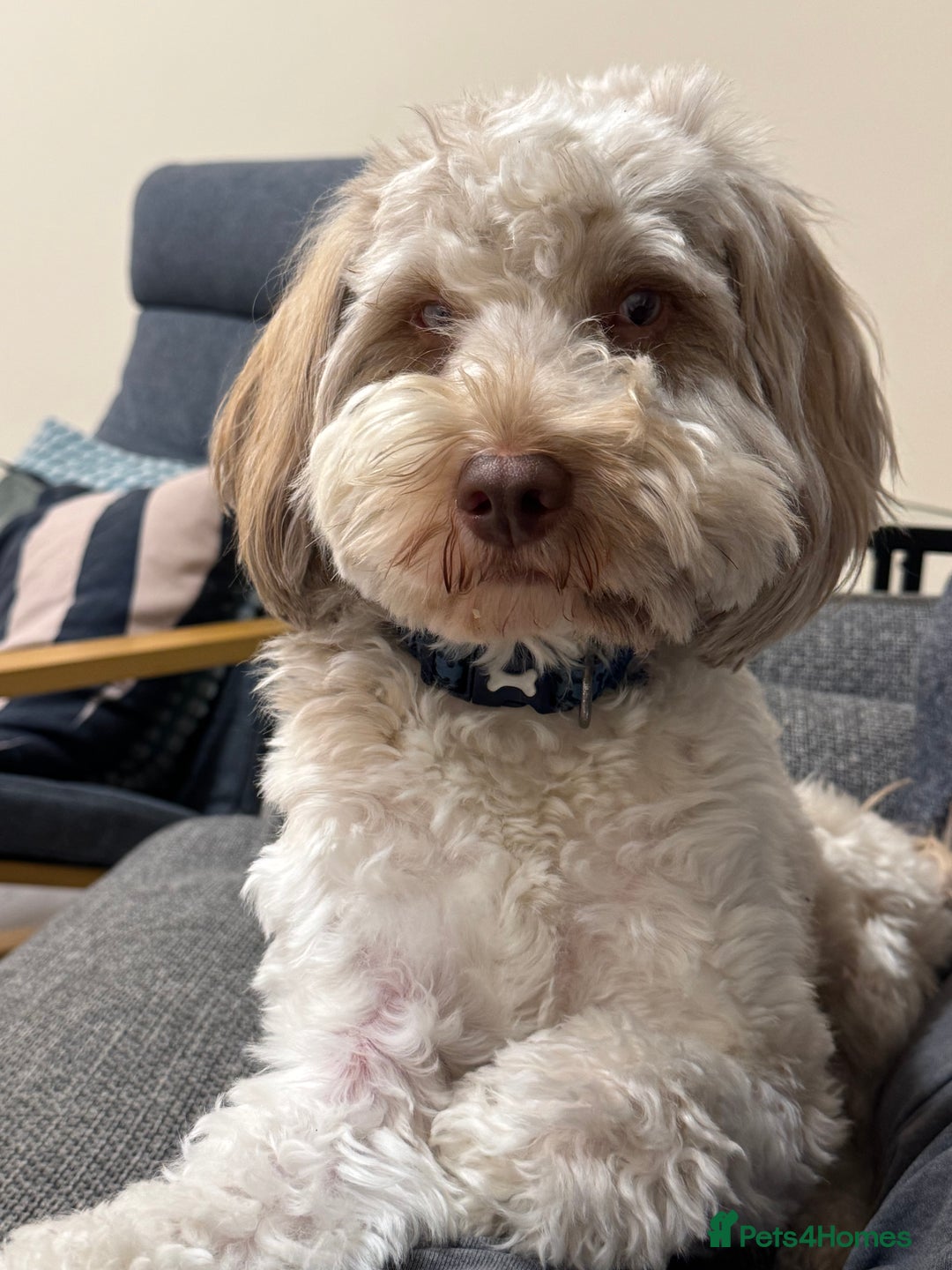 Cockapoo dogs for sale: Cockapoo - Advert 1