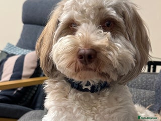 Cockapoo dogs Cockapoo - Advert 2