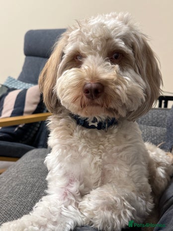 Cockapoo dogs Cockapoo - Advert 1