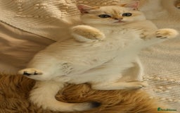 British Shorthair cats for sale: TICA British Shorthair Kittens Champion bloodline in Bedford - Image 17