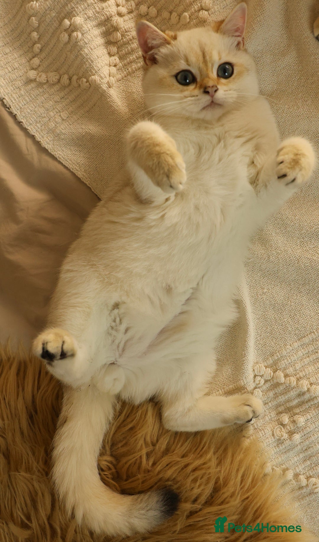 British Shorthair cats for sale: TICA British Shorthair Kittens Champion bloodline in Bedford - Image 17