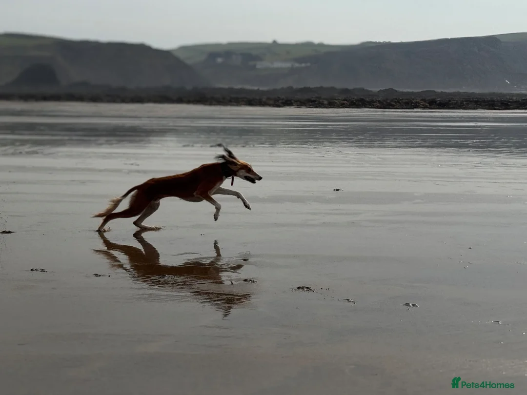 Saluki dogs for stud: Kc saluki male for stud  - Advert 2