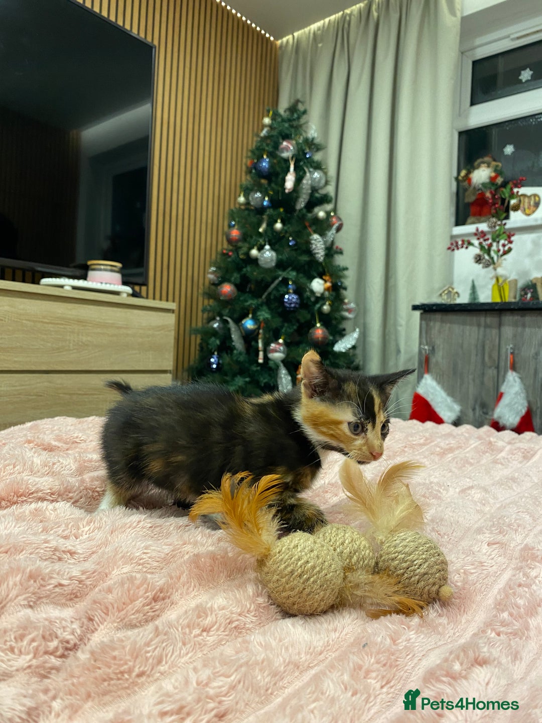 Mixed Breed cats for sale: 5 lovely kittens for sale - Advert 3