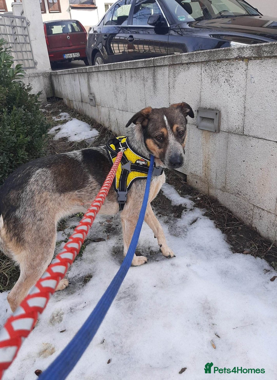 Mixed Breed dogs for adoption: Sweet Cindy 💖 Shy, Clever & Learning to Trust - Advert 11