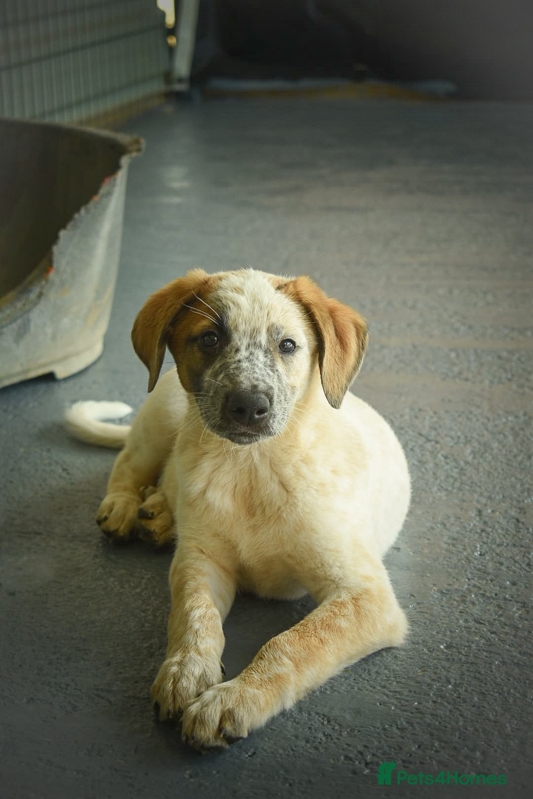 Mixed Breed dogs Brilliant Benji - Advert 2