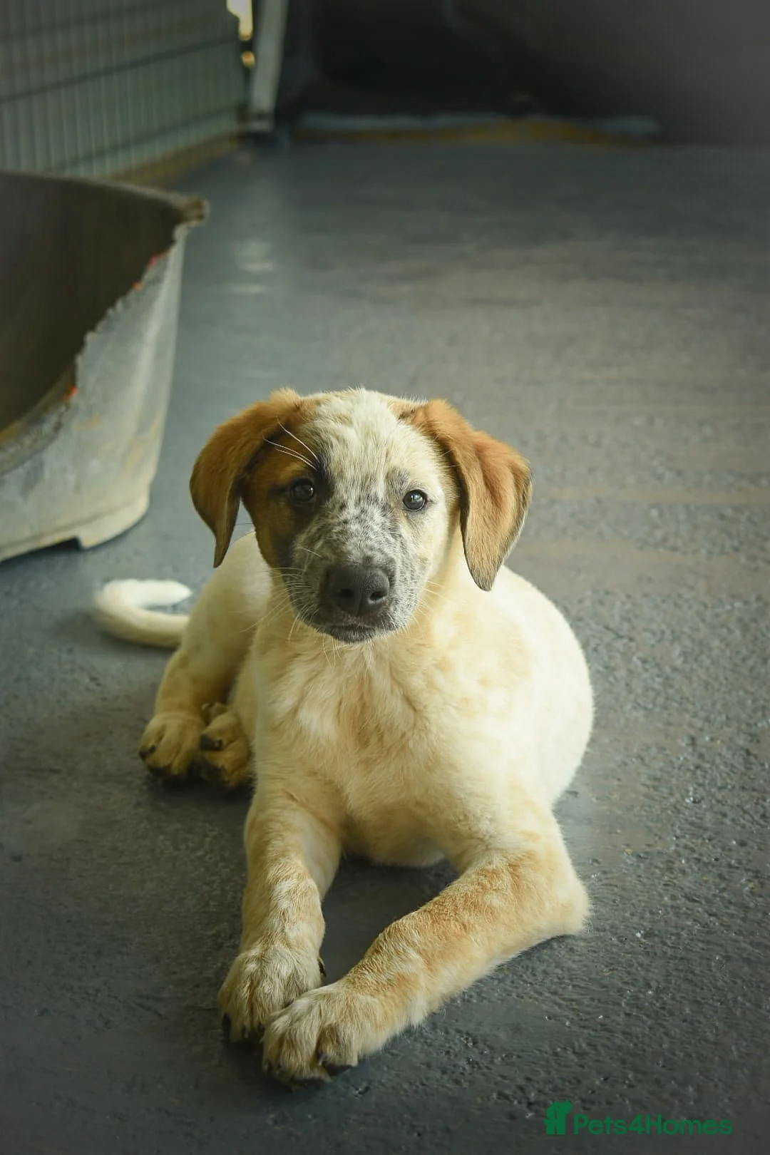 Mixed Breed dogs for adoption: Brilliant Benji - Advert 2