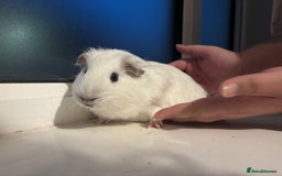 Guinea Pig rodents for sale: Four Guinea Pigs with Set Up and Accessories - Image 7