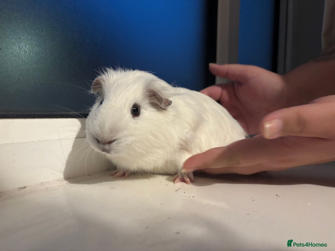 Guinea Pig rodents for sale: Four Guinea Pigs with Set Up and Accessories - Image 7