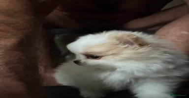 Pomeranian dogs - Advert 19