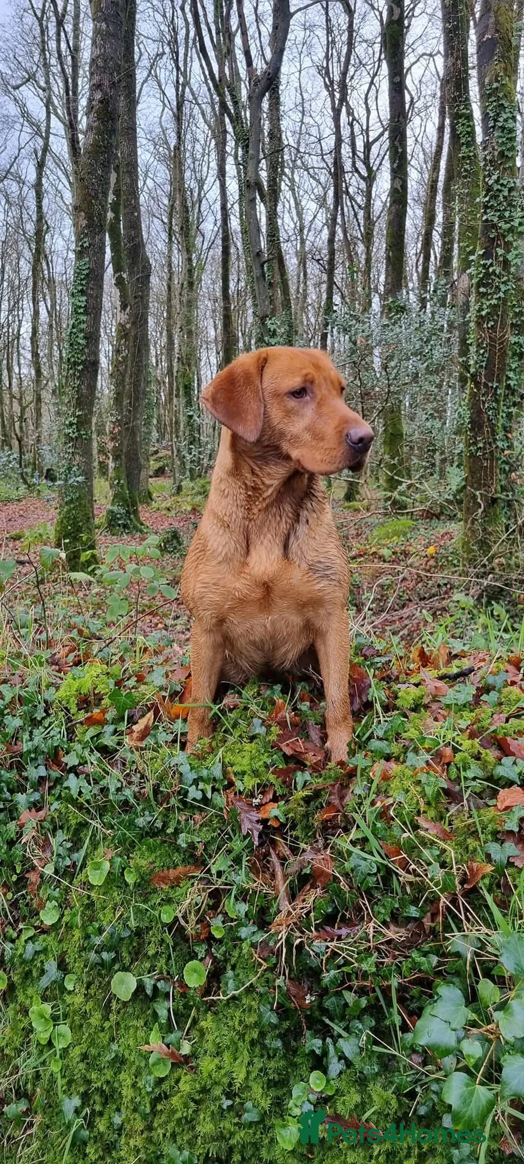 Labrador Retriever dogs for sale: Labrador puppies in Camborne - Advert 1