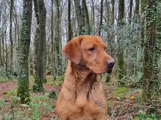 Labrador Retriever dogs Labrador puppies - Advert 11