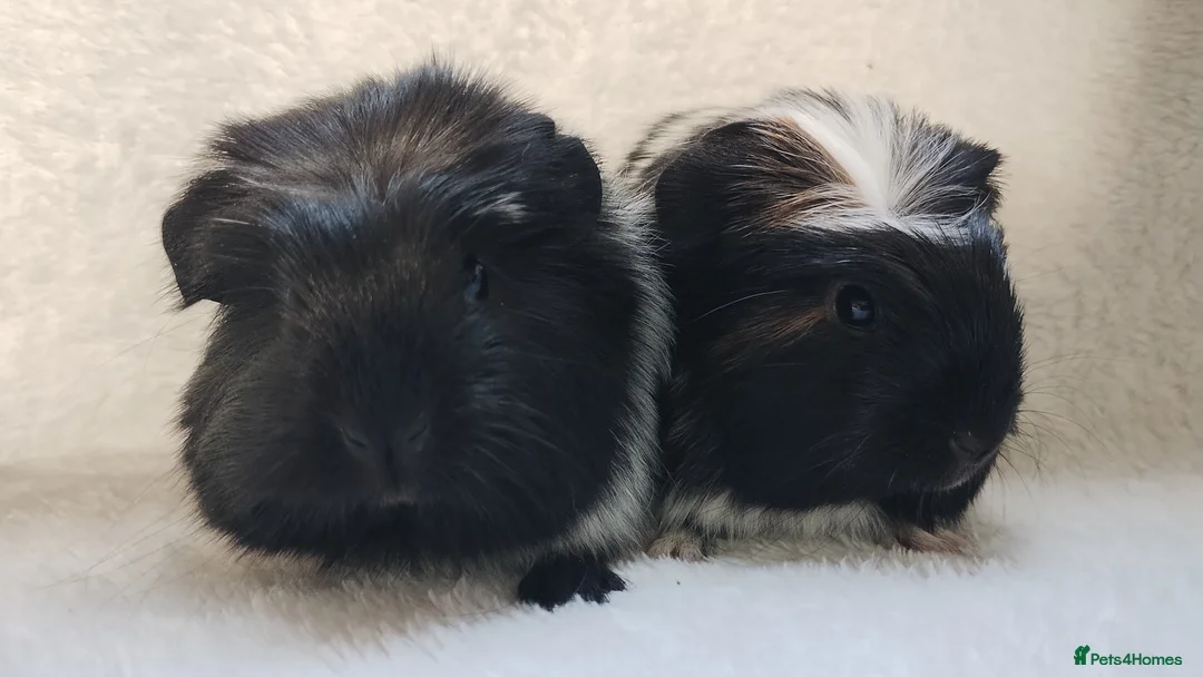 Guinea Pig rodents for sale: Delivery available cornet sister guinea pigs ready - Advert 5