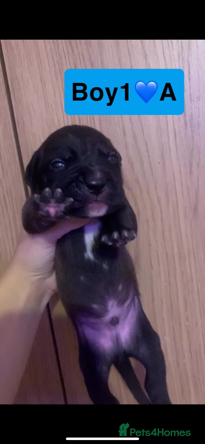 Mixed Breed dogs amstaff puppies - Advert 1