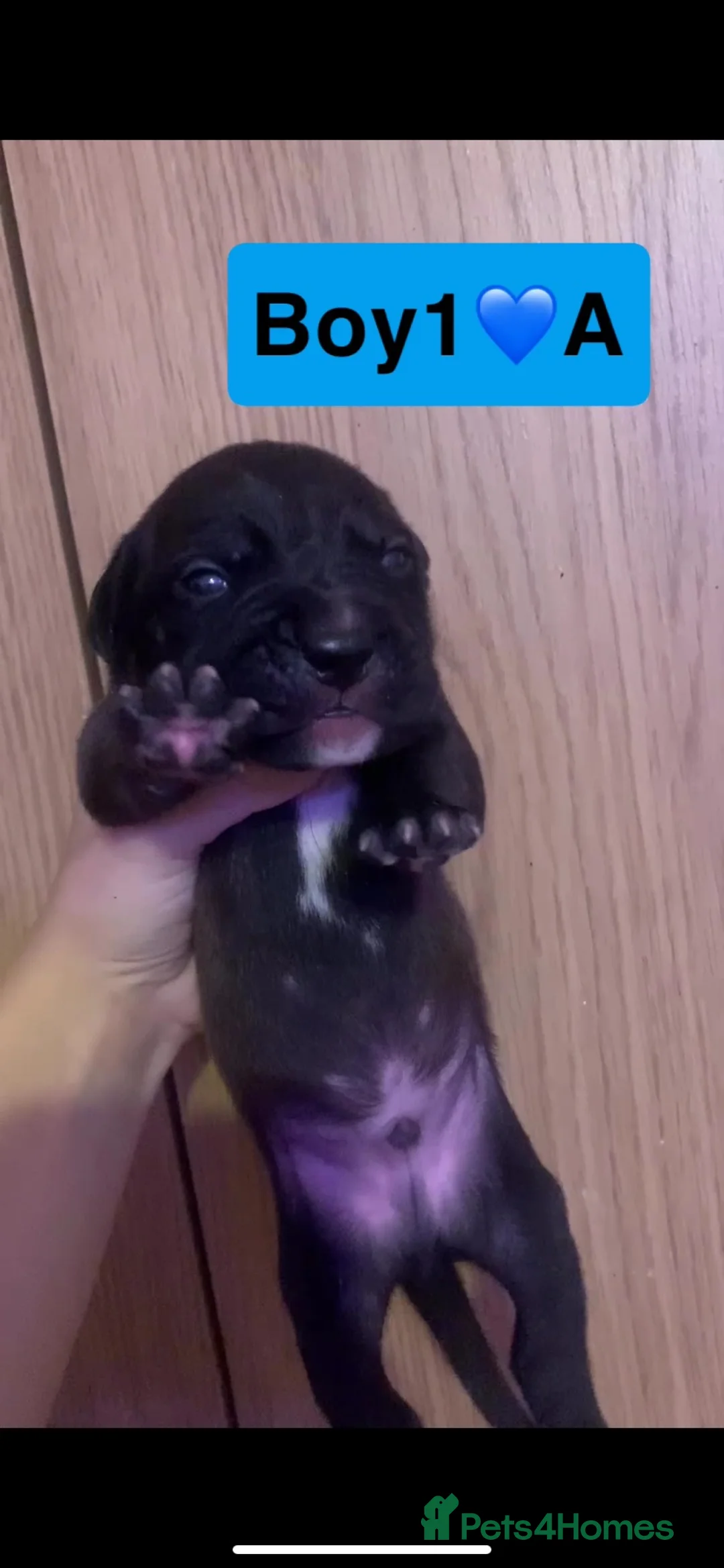 Mixed Breed dogs for sale: amstaff puppies - Advert 1