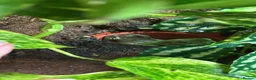 Frog reptiles for sale: Whites tree frogs x6 with terrarium  - Advert 4