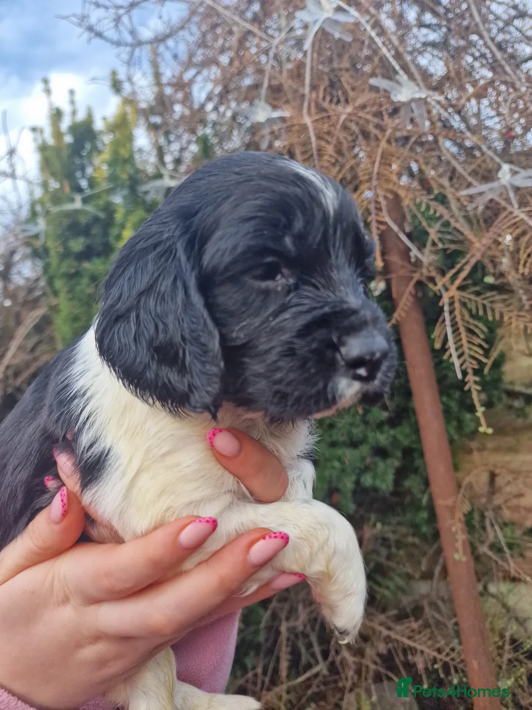 English Springer Spaniel dogs for sale: 8 pups for sale - Advert 12