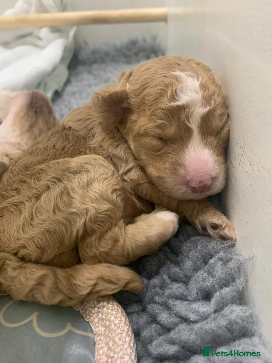 Miniature Poodle dogs for stud: Well PROVEN STUD Archie Minature Poodle  in Chard - Advert 5