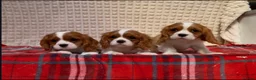 Cavalier King Charles Spaniel dogs for sale: STUNNING CAVALIER KING CHARLES BOYS  - Advert 8
