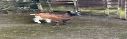 Goats livestock for sale: Female Valais blackneck goat  - Advert 1