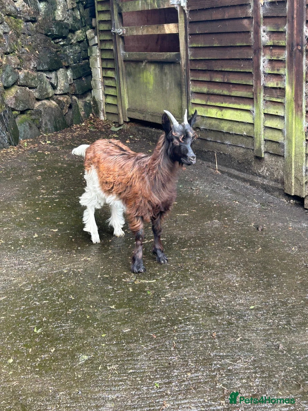 Goats livestock for sale: Female Valais blackneck goat  - Advert 1