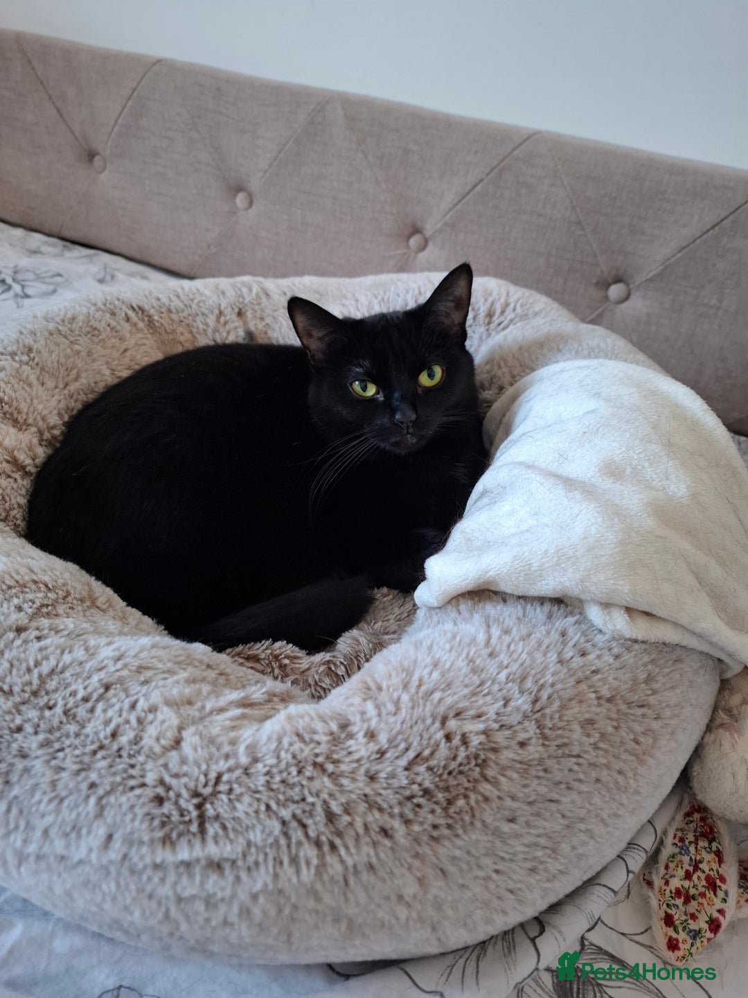 Domestic Shorthair cats for sale: Two loving cats in need of a new home - Advert 4