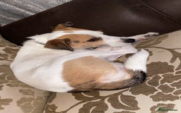 Parson Russell dogs for stud: Parson Russel Terrier stud - Image 2