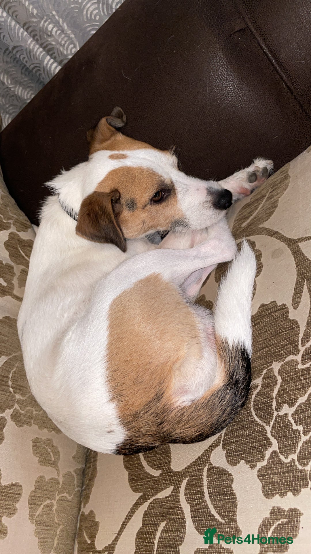 Parson Russell dogs for stud: Parson Russel Terrier stud - Image 2