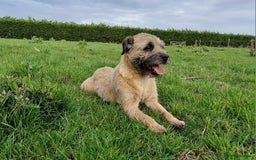 Border Terrier dogs for sale: 4 year old Male pedigree Border  - Image 5