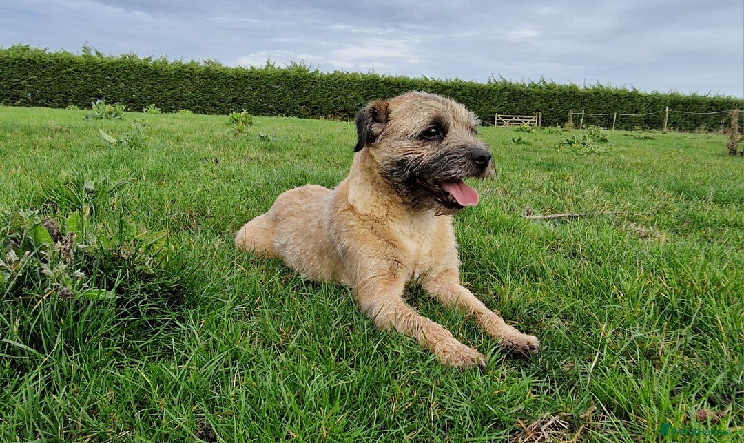 Border Terrier dogs for sale: 4 year old Male pedigree Border  - Image 5