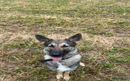 German Shepherd dogs for sale: Rescued  female Working Line German Shephard  - Image 2