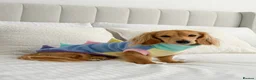 Miniature Dachshund dogs for stud: KC Mini Long Hair Dachshund-Shaded Cream - Advert 5