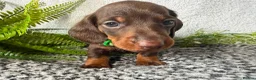 Miniature Dachshund dogs for sale: KC pedigree Mini Dachshund puppies - Advert 19