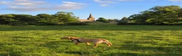 Golden Retriever dogs for sale: Golden retriever girl - Advert 3