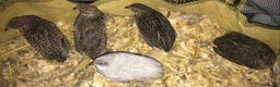 Quail poultry for sale: QUAILS/CHINESE PAINTED BUTTONS ! - Advert 9