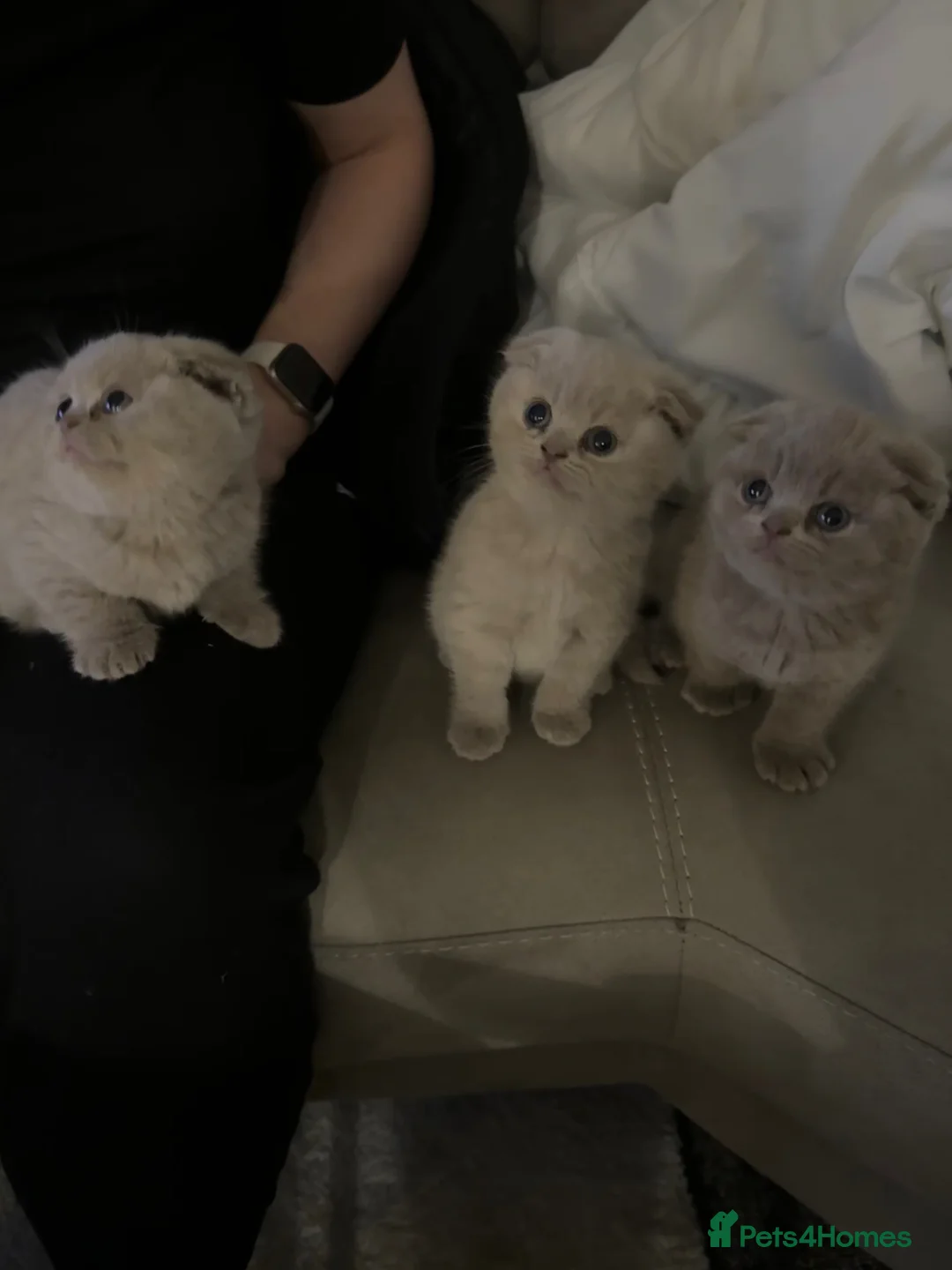 Scottish Fold cats for sale:  lilac scottish fold/british short hair kittens in Harrow - Advert 10
