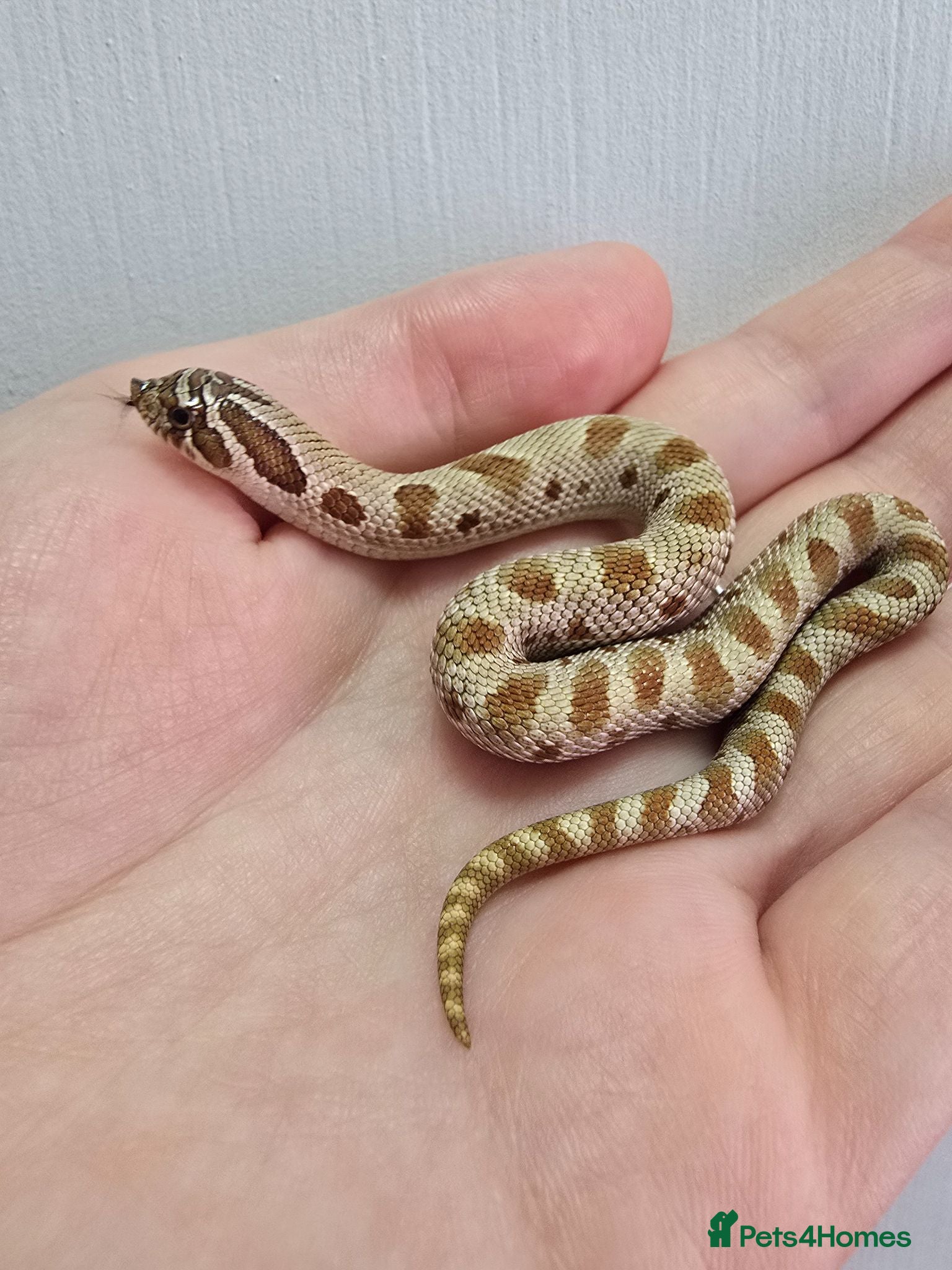 Snake reptiles Baby Western hognoses CB 26 From £80 - Advert 11