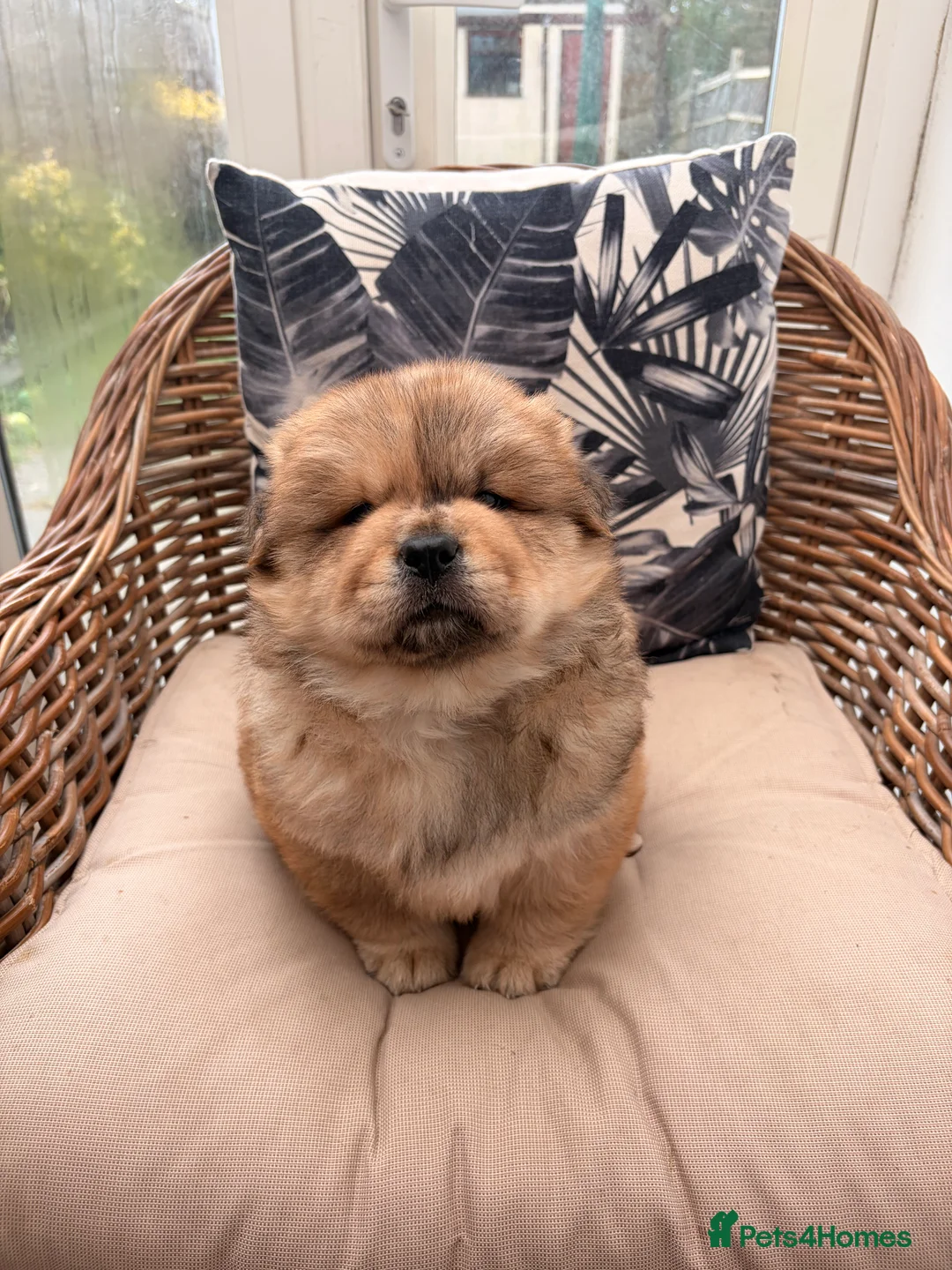 Chow Chow dogs for sale: 2 LEFT Merle Chowchow Puppies  - Advert 15