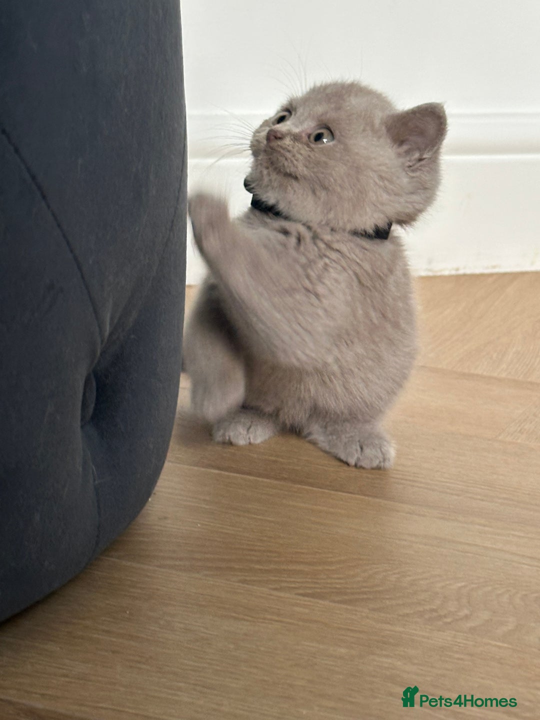 British Shorthair cats for sale: 🌈🌈😍😍Stunning Pure Pedigree Litter BSH ❤️❤️🌈🌈 - Advert 14