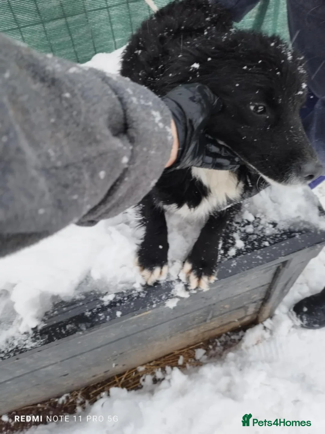 Mixed Breed dogs for adoption: Meet MARK - a very Sweet Boy for a Loving Home - Advert 19