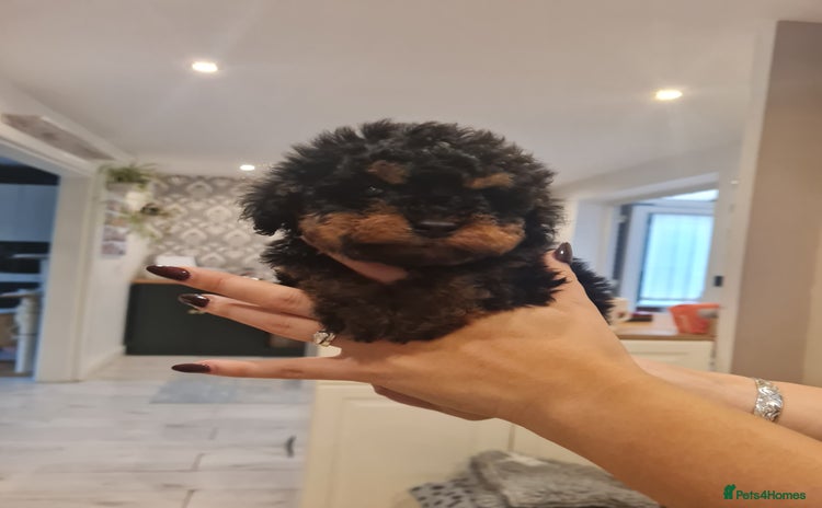 Toy Poodle dogs - Advert 3