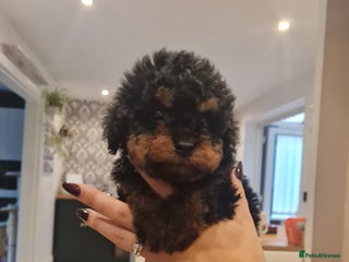 Toy Poodle dogs - Advert 21