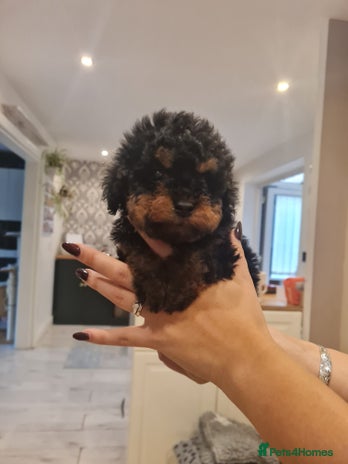 Toy Poodle dogs - Advert 3