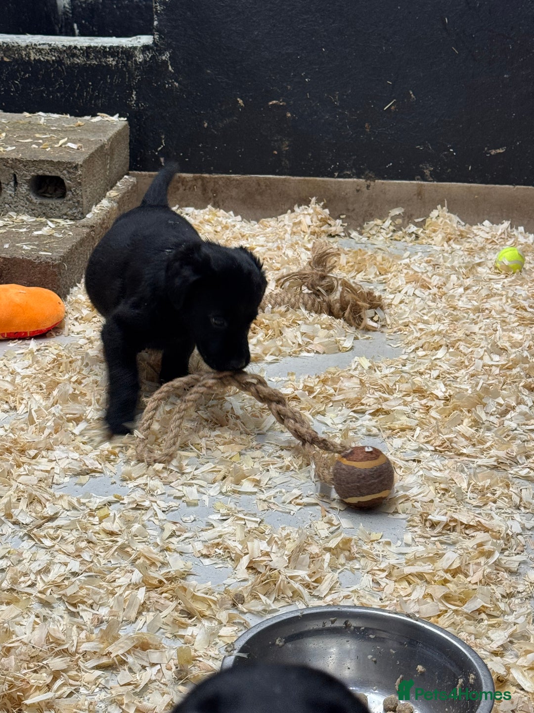 Labrador Retriever dogs for sale: Outstanding Labrador puppies  - Image 4